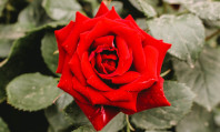 Uma rosa vermelha que simula um prolapso anal.