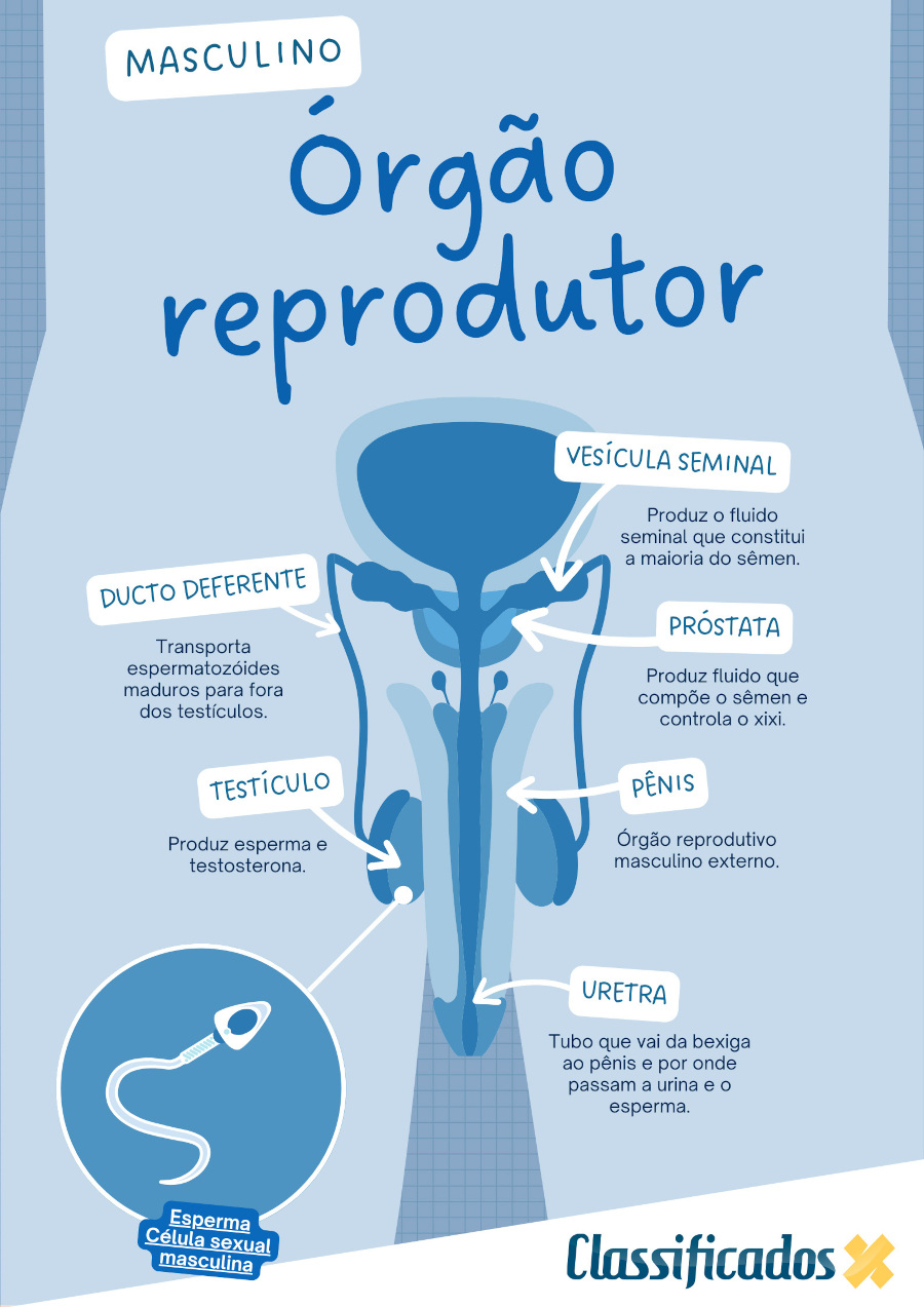 Prostata onde fica