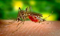 A transmissão sexual do virus Zika